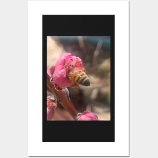 Honey Bee Butt In An Apricot Blossom Posters and Art